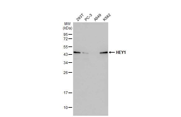 HEY1 Antibody (HL2367) - Azide and BSA Free