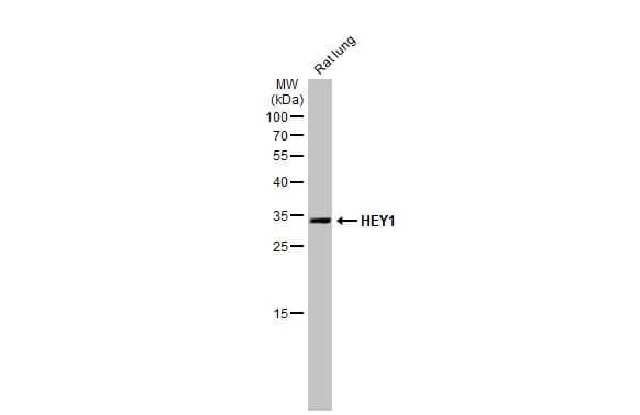 HEY1 Antibody (HL2367) - Azide and BSA Free