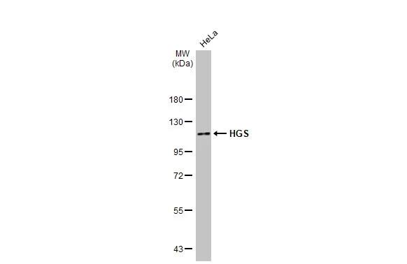 HGS Antibody (HL1730) - Azide and BSA Free