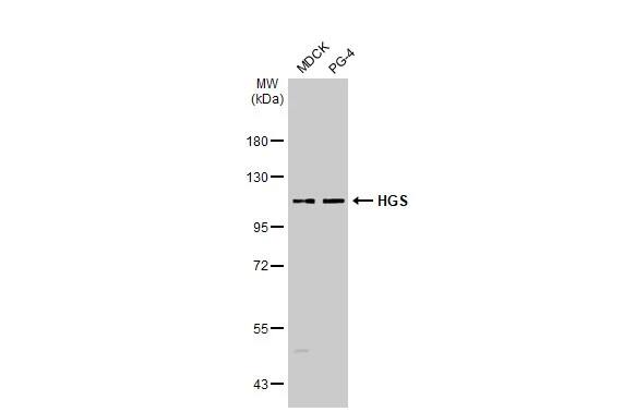 HGS Antibody (HL1730) - Azide and BSA Free