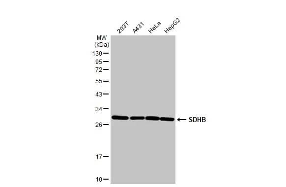 SDHB Antibody (HL2251) - Azide and BSA Free