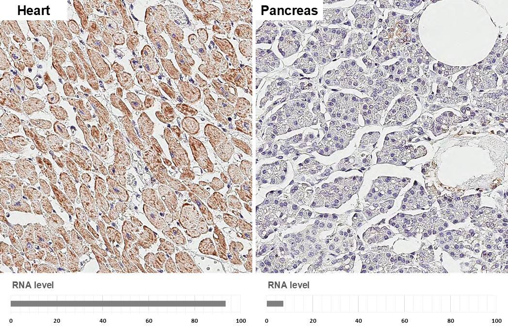 SDHB Antibody (HL2251) - Azide and BSA Free