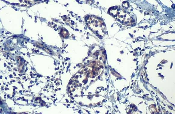 Hip Antibody (HL1737) - Azide and BSA Free