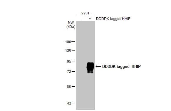 Hip Antibody (HL1969) - Azide and BSA Free