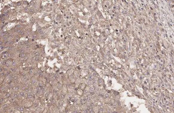 Hip Antibody (HL1969) - Azide and BSA Free