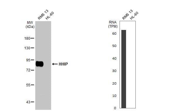 Hip Antibody (HL1969) - Azide and BSA Free