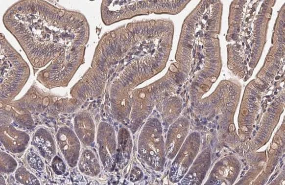 Hip Antibody (HL1969) - Azide and BSA Free