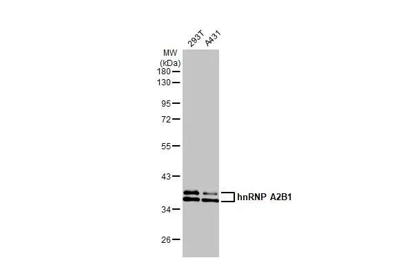 hnRNP A2B1 Antibody (HL1706) - Azide and BSA Free