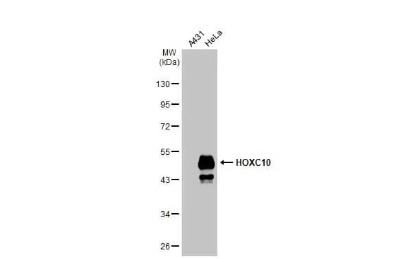 HOXC10 Antibody (HL1234) - Azide and BSA Free