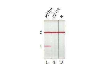 HPV16 E7 Antibody (HL1821) - Azide and BSA Free
