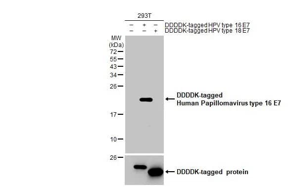 HPV16 E7 Antibody (HL1821) - Azide and BSA Free
