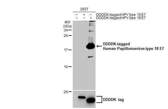 HPV18 E7 Antibody (HL2522) - Azide and BSA Free