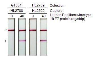 HPV18 E7 Antibody (HL2522) - Azide and BSA Free