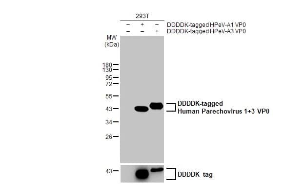 Human Parechovirus 1/3 VP0 Antibody (HL2443) - Azide and BSA Free
