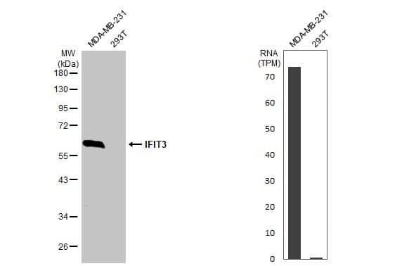 IFIT3 Antibody (HL2468) - Azide and BSA Free