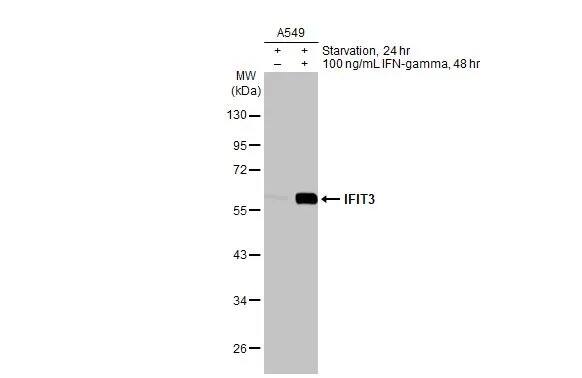 IFIT3 Antibody (HL2469) - Azide and BSA Free