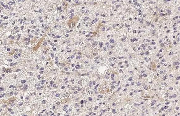 IFIT3 Antibody (HL2469) - Azide and BSA Free