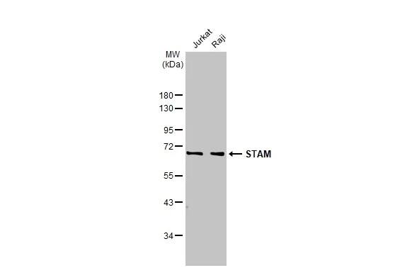STAM-1 Antibody (HL1635) - Azide and BSA Free
