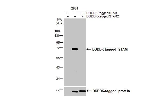 STAM-1 Antibody (HL1635) - Azide and BSA Free