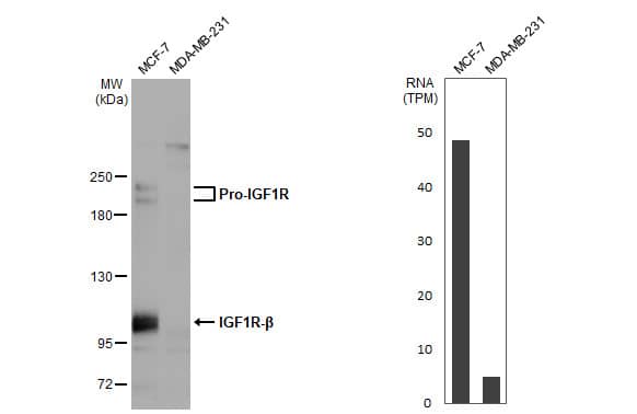 IGF-I R/IGF1R Antibody (HL1957) - Azide and BSA Free
