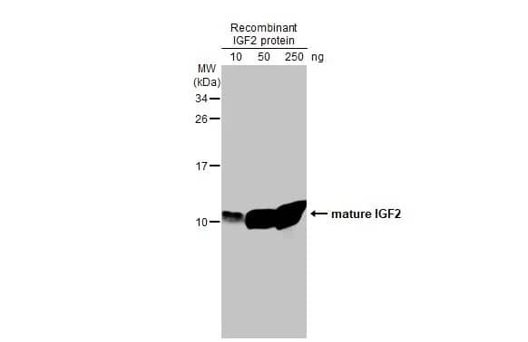 IGF-II/IGF2 Antibody (HL1982) - Azide and BSA Free