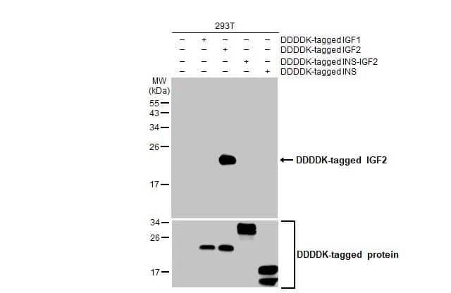 IGF-II/IGF2 Antibody (HL1982) - Azide and BSA Free