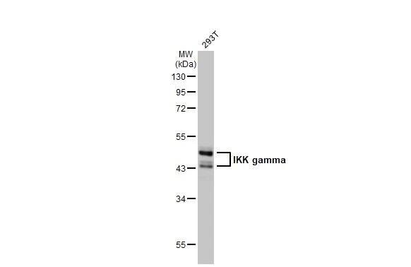 IKK gamma Antibody (HL1577) - Azide and BSA Free