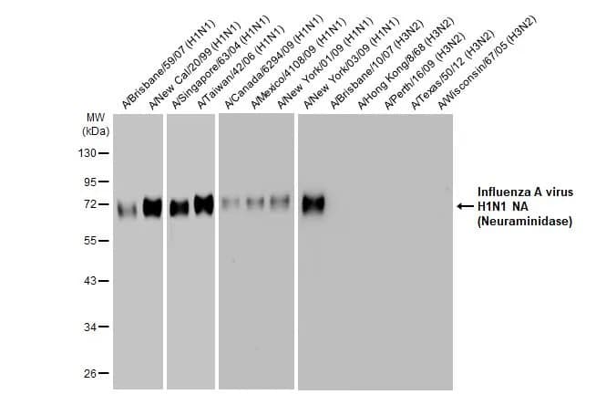Influenza A H1N1 Neuraminidase Antibody (HL1108) - Azide and BSA Free