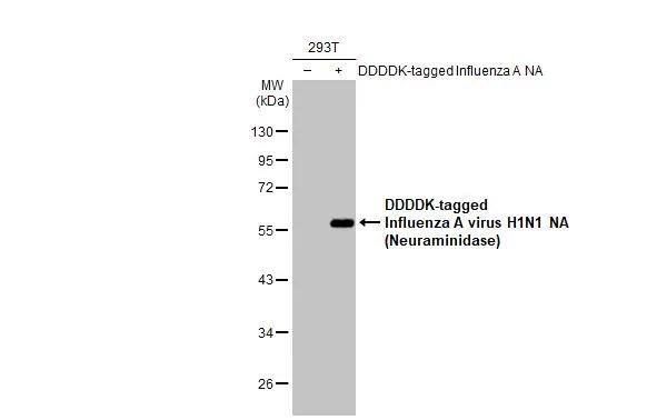Influenza A H1N1 Neuraminidase Antibody (HL1108) - Azide and BSA Free