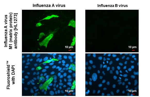 Influenza A H1N1 M1 Antibody (HL1273) - Azide and BSA Free