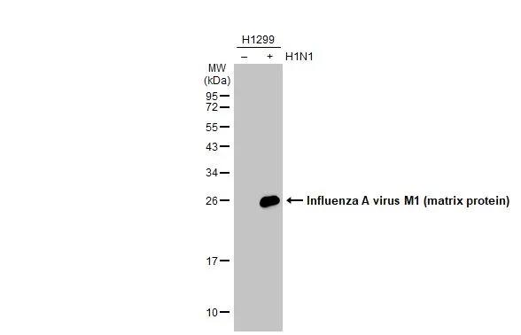 Influenza A H1N1 M1 Antibody (HL1273) - Azide and BSA Free