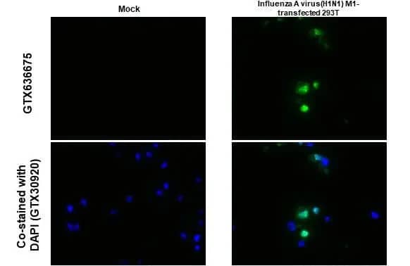 Influenza A H1N1 M1 Antibody (HL1273) - Azide and BSA Free