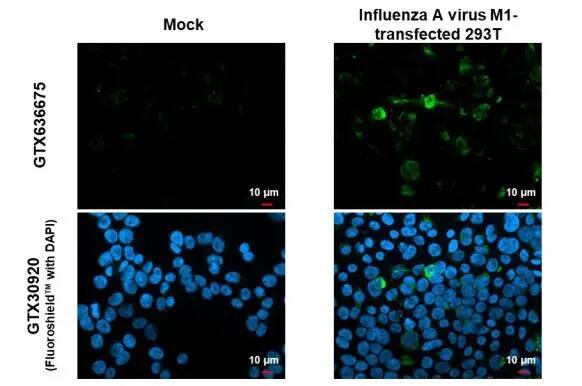 Influenza A H1N1 M1 Antibody (HL1273) - Azide and BSA Free