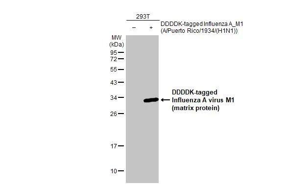 Influenza A H1N1 M1 Antibody (HL1273) - Azide and BSA Free
