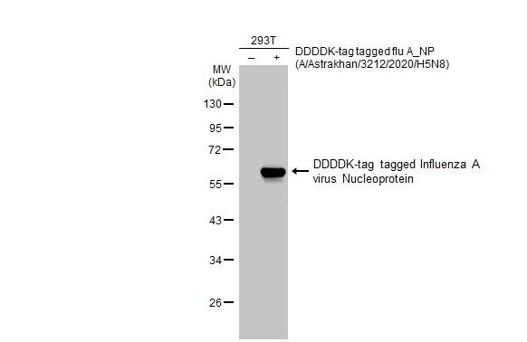 Influenza A nucleoprotein Antibody (HL1323) - Azide and BSA Free