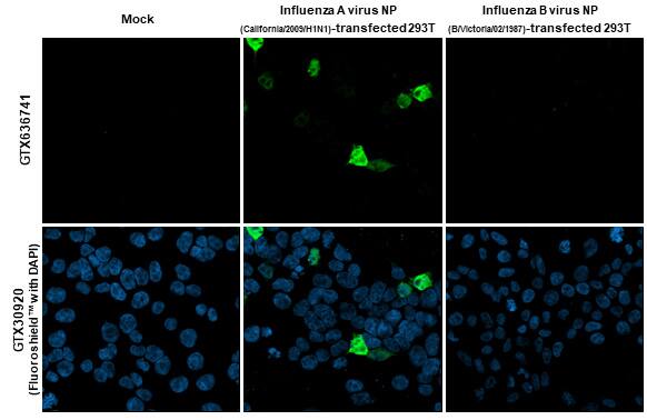 Influenza A nucleoprotein Antibody (HL1323) - Azide and BSA Free