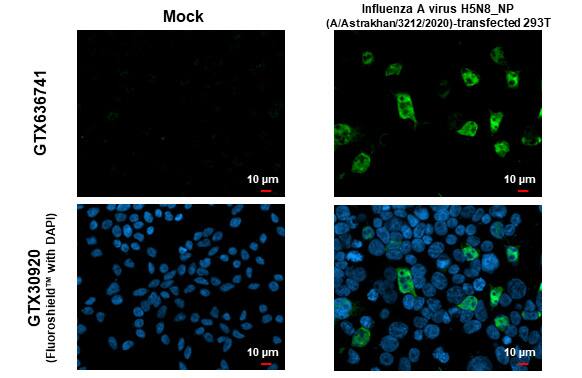 Influenza A nucleoprotein Antibody (HL1323) - Azide and BSA Free
