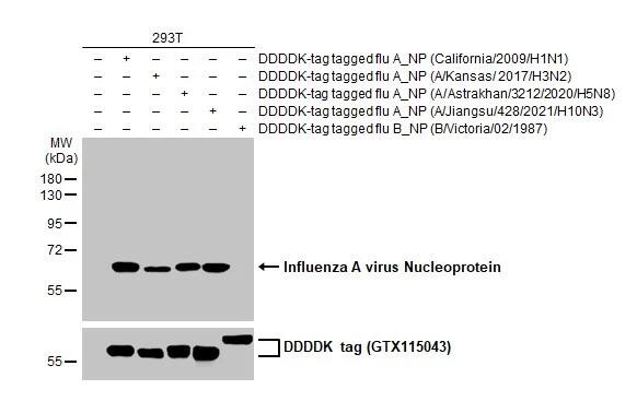 Influenza A nucleoprotein Antibody (HL1323) - Azide and BSA Free