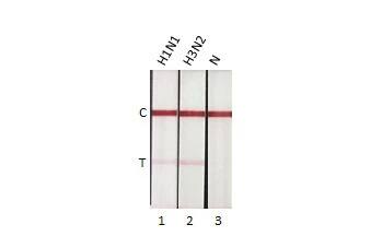 Influenza A nucleoprotein Antibody (HL1953) - Azide and BSA Free