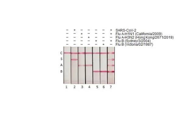 Influenza A nucleoprotein Antibody (HL1953) - Azide and BSA Free