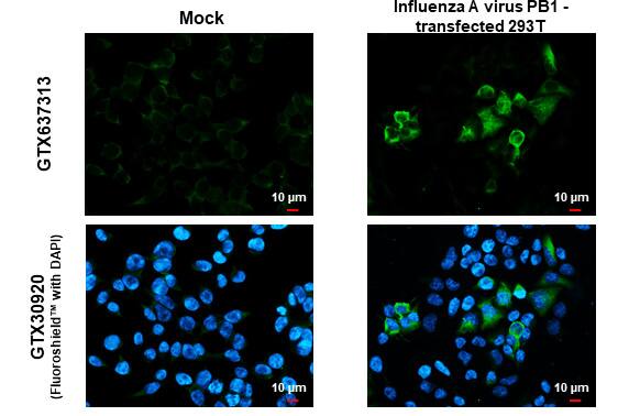 Influenza A H1N1 PB1 Antibody (HL1714) - Azide and BSA Free