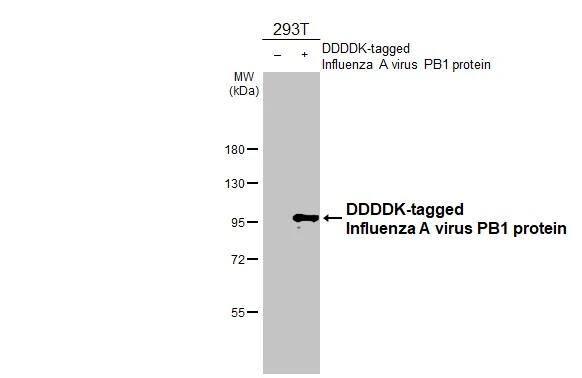 Influenza A H1N1 PB1 Antibody (HL1714) - Azide and BSA Free