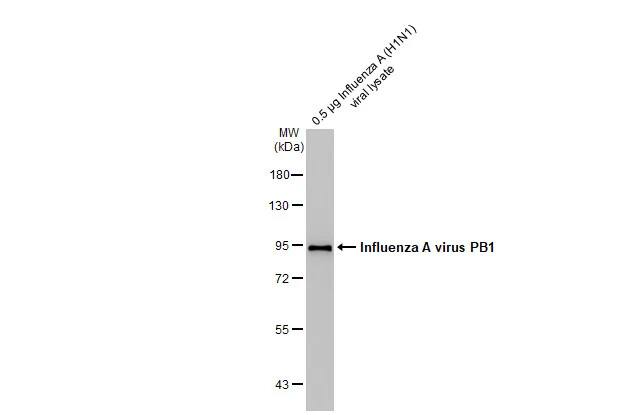 Influenza A H1N1 PB1 Antibody (HL1715) - Azide and BSA Free
