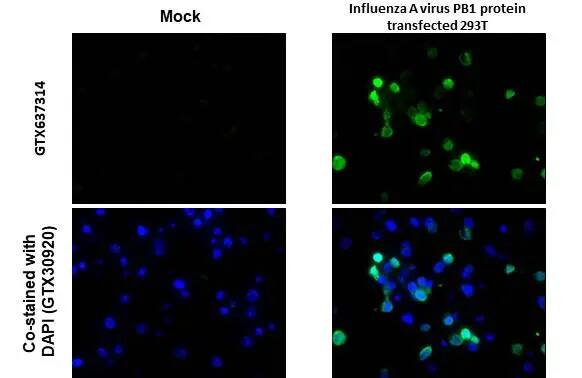 Influenza A H1N1 PB1 Antibody (HL1715) - Azide and BSA Free