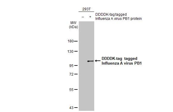 Influenza A H1N1 PB1 Antibody (HL1715) - Azide and BSA Free