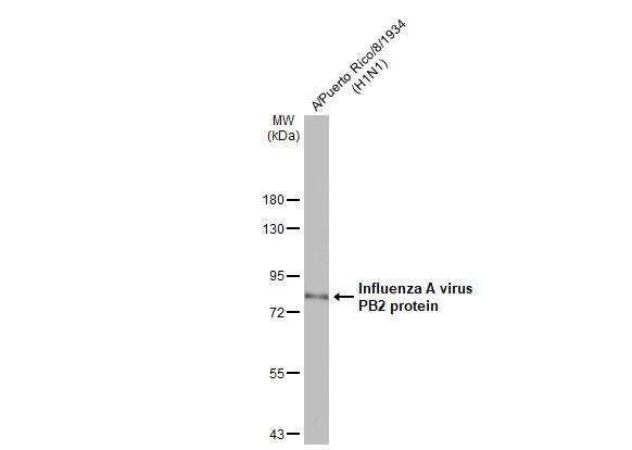 Influenza A H1N1 PB2 Antibody (HL1992) - Azide and BSA Free