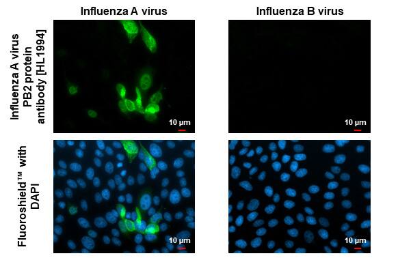 Influenza A H1N1 PB2 Antibody (HL1994) - Azide and BSA Free