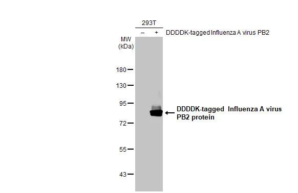 Influenza A H1N1 PB2 Antibody (HL1994) - Azide and BSA Free