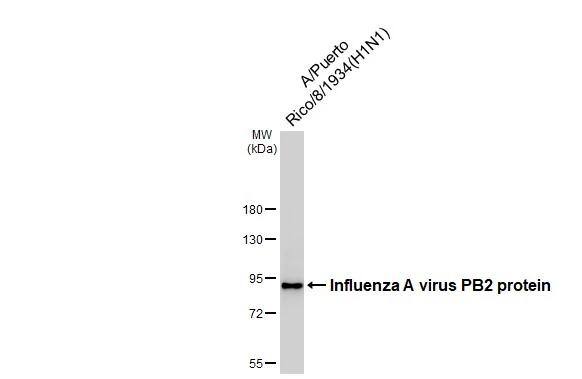 Influenza A H1N1 PB2 Antibody (HL1994) - Azide and BSA Free