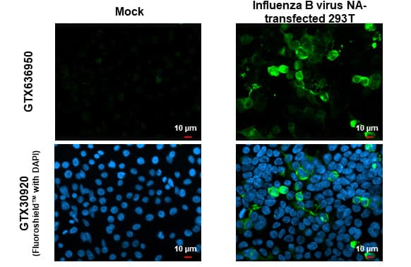 Influenza B Virus Neuraminidase Antibody (HL1476) - Azide and BSA Free